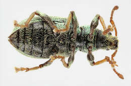 Image of Phyllobius (Parnemoicus) roboretanus Gredler 1882