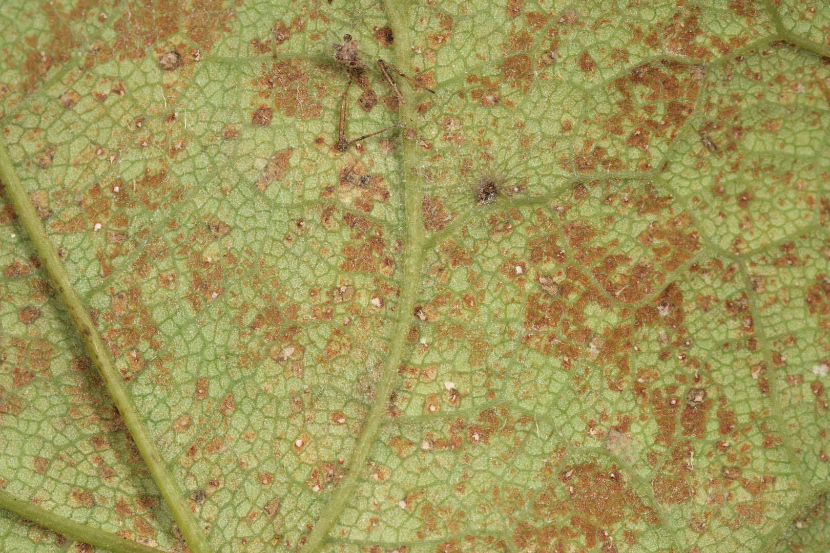 Image of Mycosphaerella latebrosa (Cooke) J. Schröt. 1894