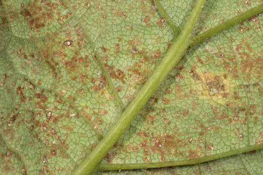 Image of Mycosphaerella latebrosa (Cooke) J. Schröt. 1894