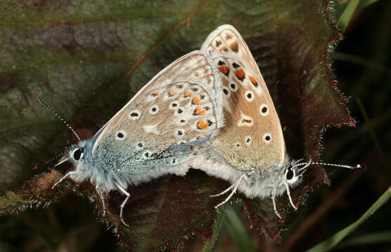 Image of common blue