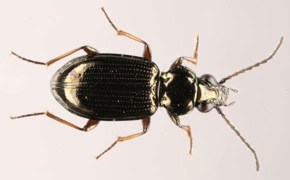 Plancia ëd Bembidion (Metallina) properans (Stephens 1828)