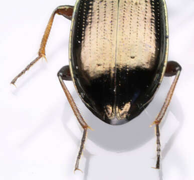 Plancia ëd Bembidion (Metallina) properans (Stephens 1828)