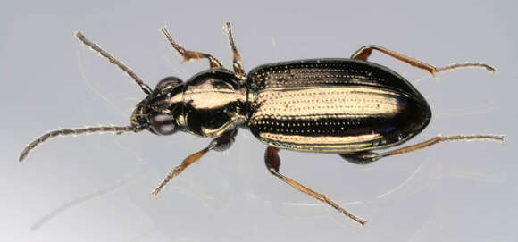 Plancia ëd Bembidion (Metallina) properans (Stephens 1828)