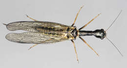 Image of snakeflies