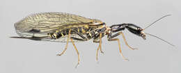 Image of snakeflies