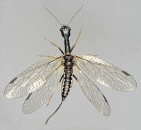 Image of snakeflies