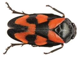 Image of Red-and-black Froghopper