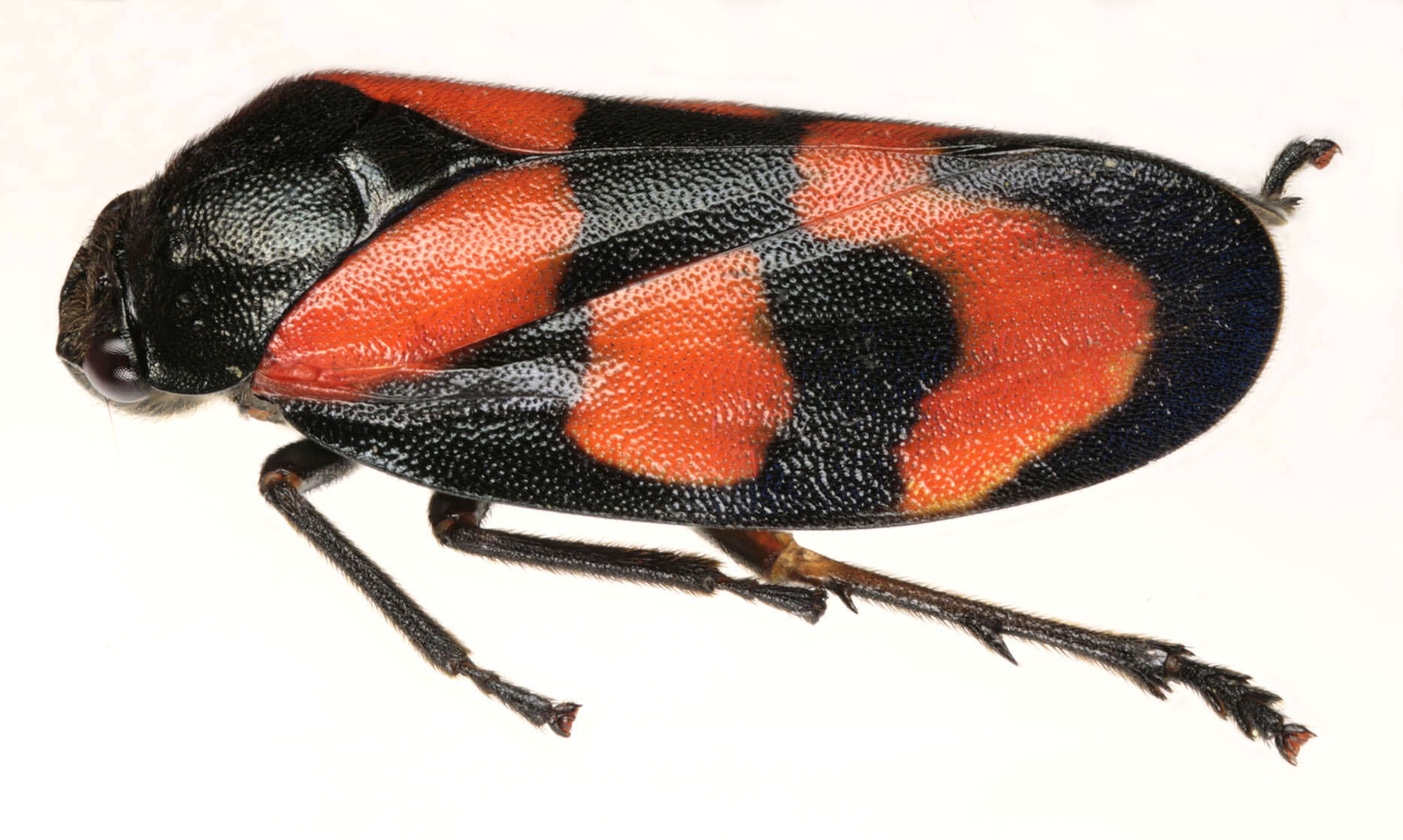 Image of Red-and-black Froghopper