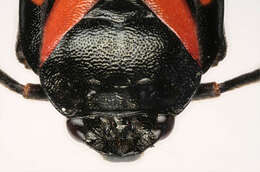 Image of Red-and-black Froghopper