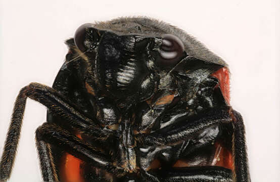 Image of Red-and-black Froghopper