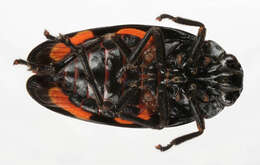 Image of Red-and-black Froghopper