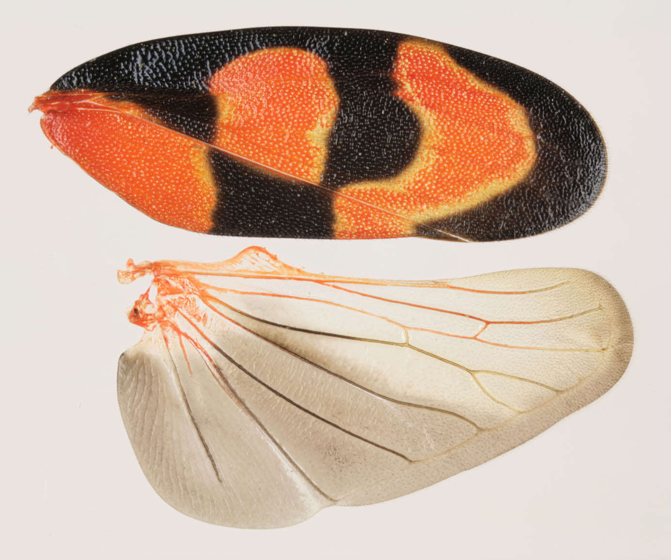 Image of Red-and-black Froghopper