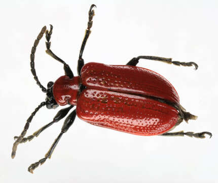 Image of Scarlet lily beetle