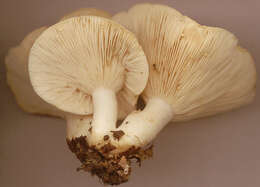 Image of Lactarius chrysorrheus Fr. 1838