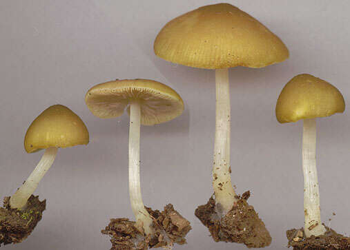 Image of Pluteus chrysophaeus (Schaeff.) Quél. 1872