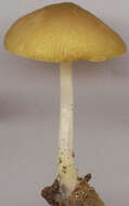 Image of Pluteus chrysophaeus (Schaeff.) Quél. 1872