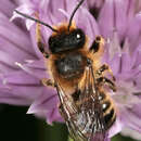 Image of Megachile ligniseca (Kirby 1802)