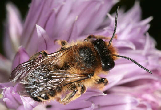 Image of Megachile ligniseca (Kirby 1802)