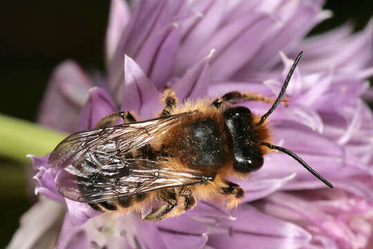 Image of Megachile ligniseca (Kirby 1802)