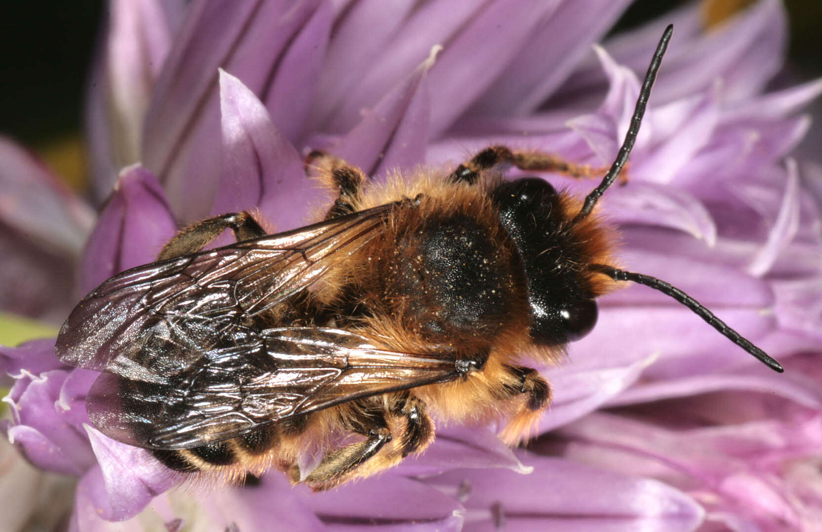 Image of Megachile ligniseca (Kirby 1802)