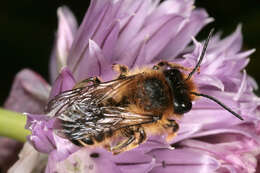 Image of Megachile ligniseca (Kirby 1802)