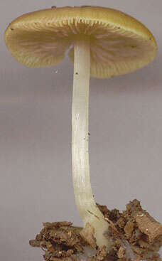 Image of Pluteus chrysophaeus (Schaeff.) Quél. 1872