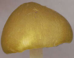 Image of Pluteus chrysophaeus (Schaeff.) Quél. 1872