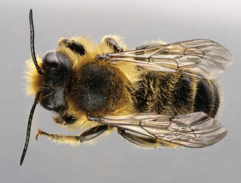 Image of Megachile ligniseca (Kirby 1802)