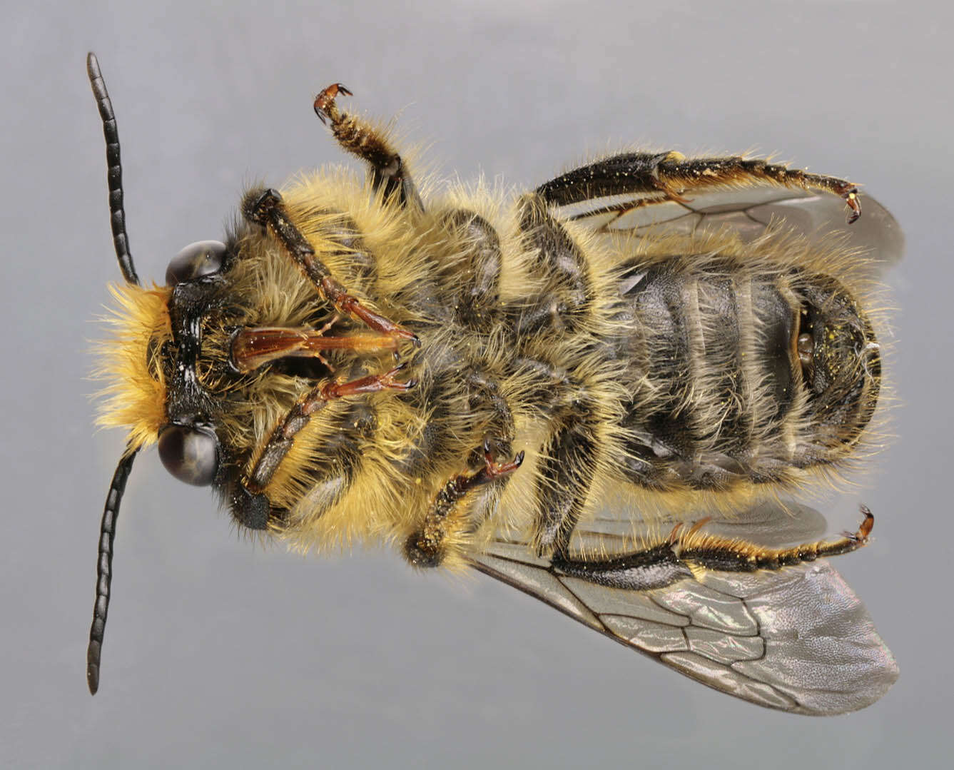 Image of Megachile ligniseca (Kirby 1802)