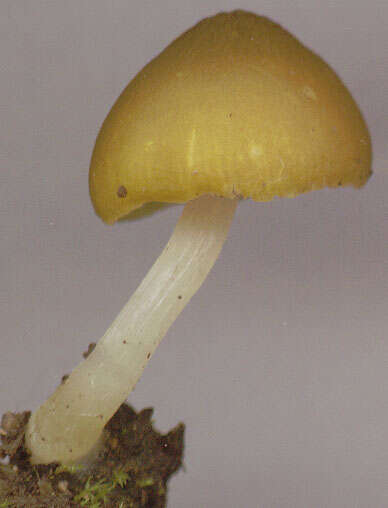 Image of Pluteus chrysophaeus (Schaeff.) Quél. 1872