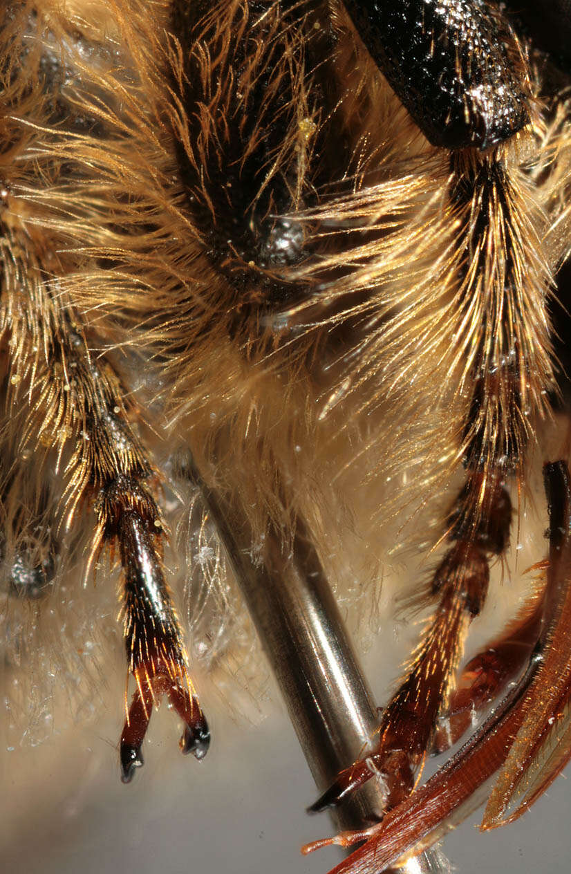 Image of Megachile ligniseca (Kirby 1802)