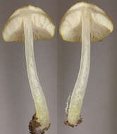 Image of Pluteus chrysophaeus (Schaeff.) Quél. 1872