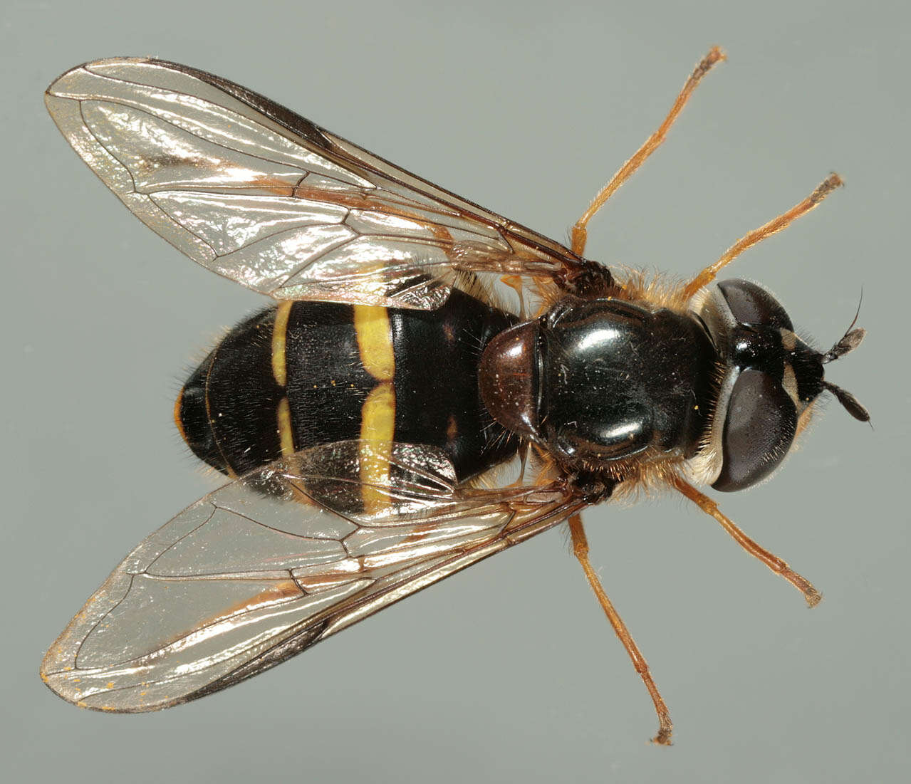 Image of Dasysyrphus tricinctus (Fallen 1817)