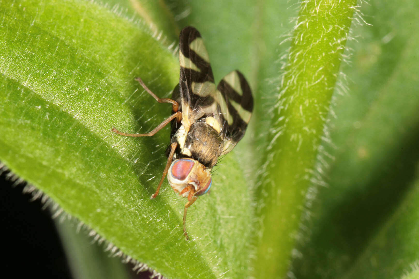 Image of Urophora cardui (Linnaeus 1758)