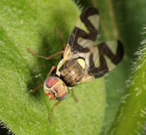 Image of Urophora cardui (Linnaeus 1758)