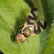 Image of Urophora cardui (Linnaeus 1758)