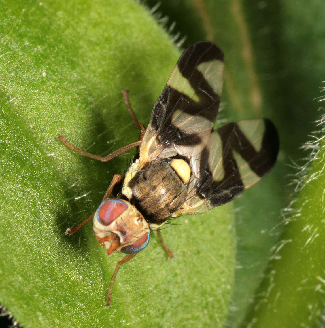 Image of Urophora cardui (Linnaeus 1758)