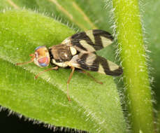 Image of Urophora cardui (Linnaeus 1758)