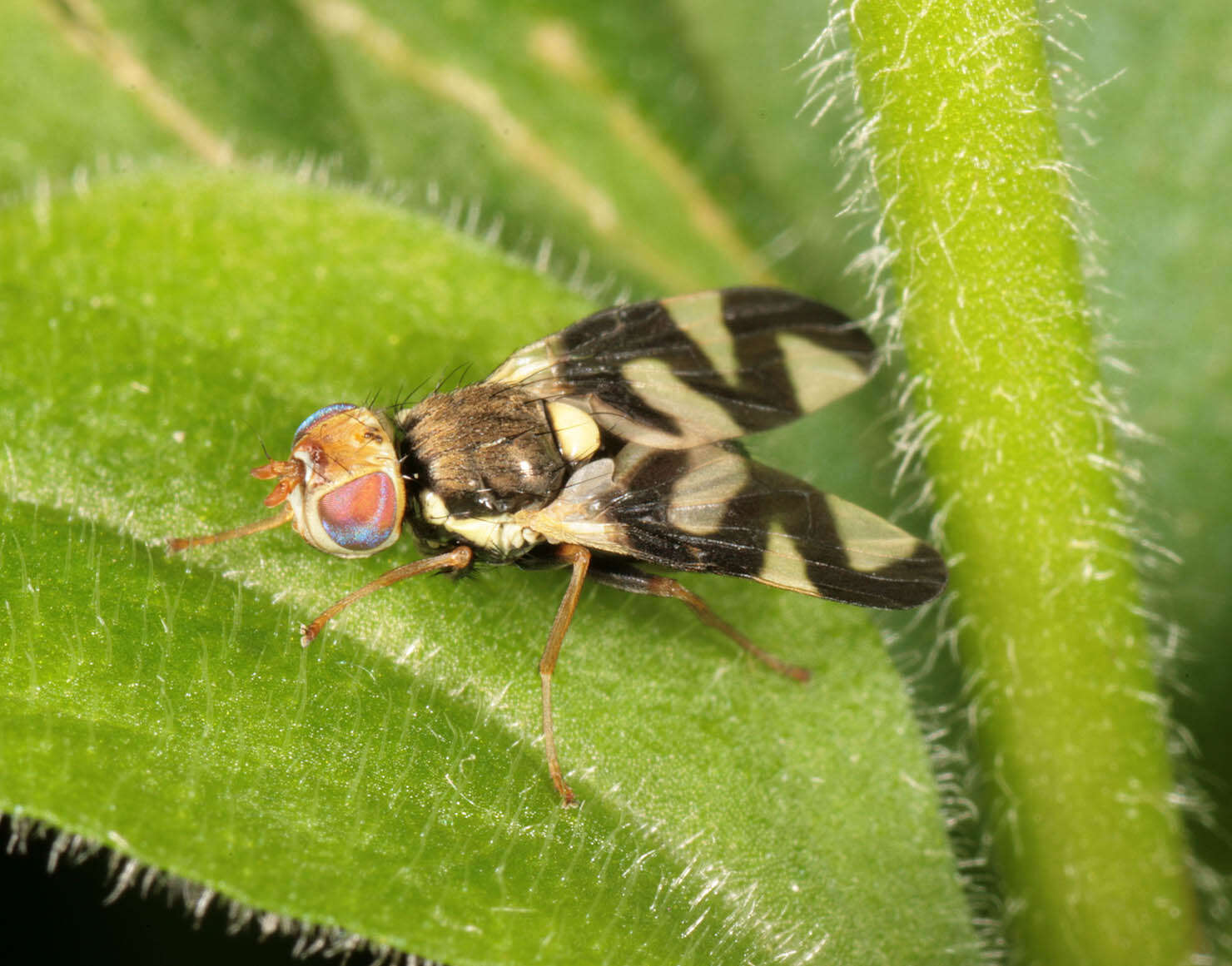 Image of Urophora cardui (Linnaeus 1758)