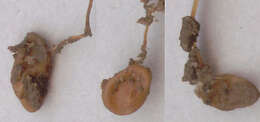 Typhula phacorrhiza (Reichard) Fr. 1818 resmi