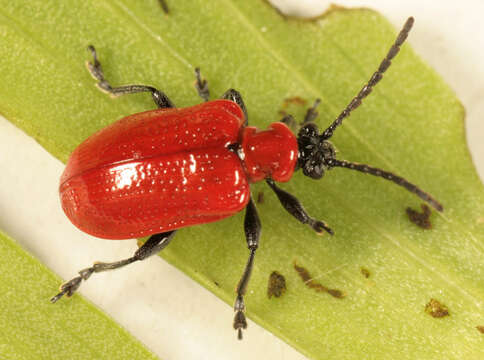 Image of Scarlet lily beetle