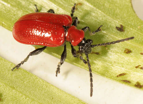 Image of Scarlet lily beetle