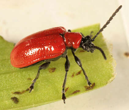 Image of Scarlet lily beetle