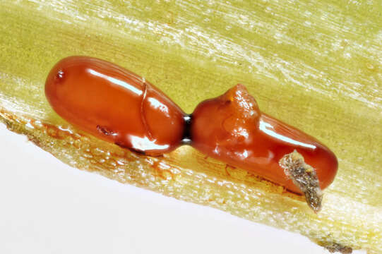 Image of Scarlet lily beetle