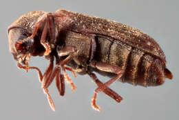 Image of Furniture beetle