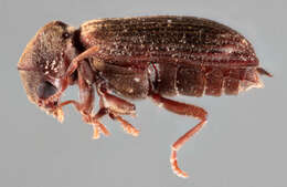 Image of Furniture beetle