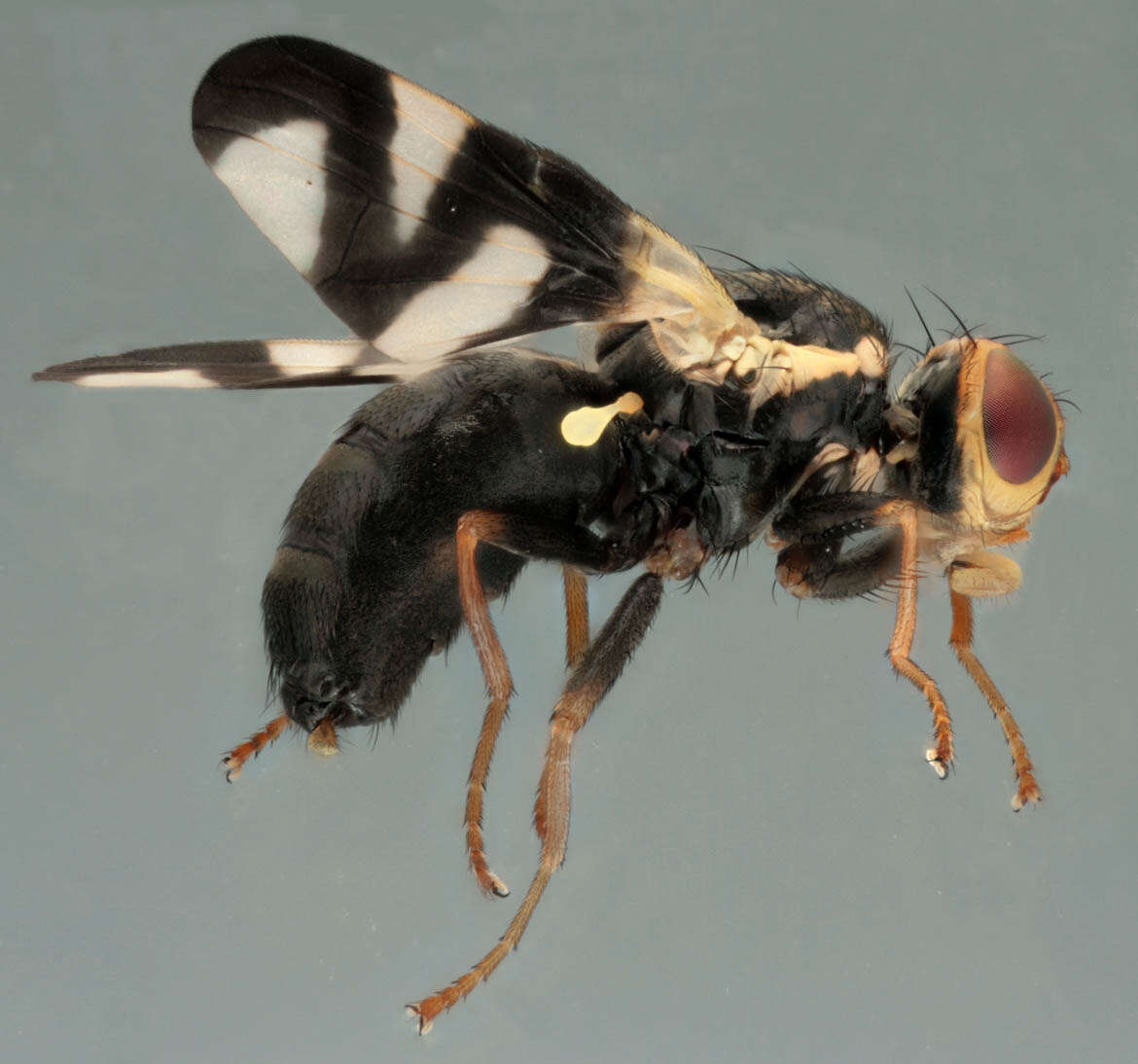 Image of Urophora cardui (Linnaeus 1758)