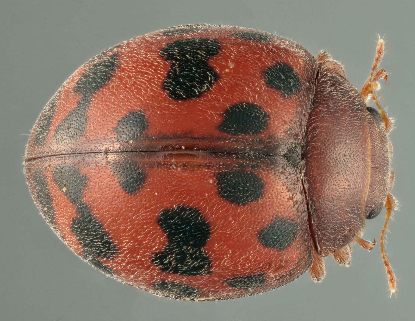 Image of Subcoccinella vigintiquattuorpunctata