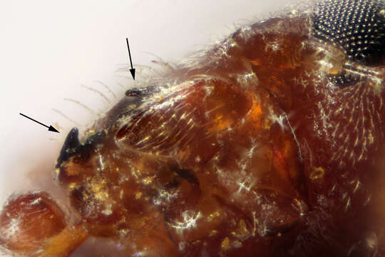 Image of Subcoccinella vigintiquattuorpunctata