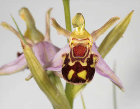 Image of Bee orchid